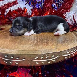 DRM3 black cream or tan - Black and cream male Dachshund puppy in Carthage, Texas from Rafter C Ranch Doxies