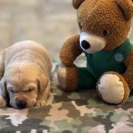 Labrador Retriever Puppies from Central Texas Labs
