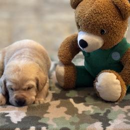Labrador Retriever Puppies from Central Texas Labs