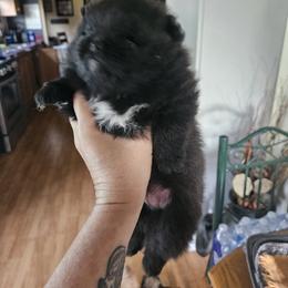 Pomeranian Puppies from Tracy's Pomeranians