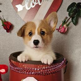 Marshmallow- Docked tail - Red female Pembroke Welsh Corgi puppy in Deming, New Mexico from Dragon Ridge Corgis