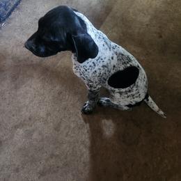 German Shorthaired Pointer Puppies from Lake Effect GSP's