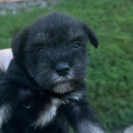 Girl 1 - Black female Miniature Schnauzer puppy in West Point, Nebraska from Canyon Rose Schnauzers