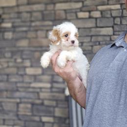 Cora - Blenheim female Cavapoo puppy in Apple Creek, Ohio from Grandeur Valley Puppies