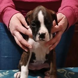 Sheena - Brindle female Boxer puppy in Cannon Falls, Minnesota from Pattys Boxers and Bulldogs