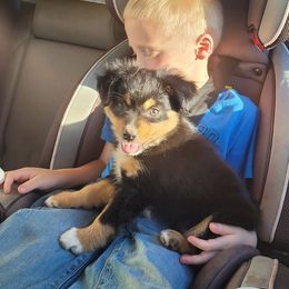 Miniature Australian Shepherd and Toy Australian Shepherd Puppies from Heritage Homestead