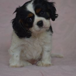 Cavalier King Charles Spaniel Puppies from Reigning Glory