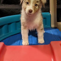 Australian Shepherd and Boston Terrier Puppies from PrimaShowDogs