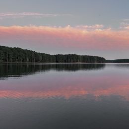 Boy 3 - Red  male Goldendoodle puppy in Graham, North Carolina from Geise Meadow Doodles