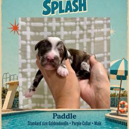 Paddle - Dallas TX - 4,000 - Chocolate male Goldendoodle puppy in Garland, Texas from Twilight Doodles