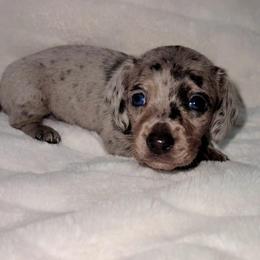 Honora - Dapple female Dachshund puppy in San Diego, California from Enchantables