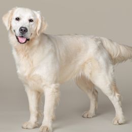 Aussiedoodles, Goldendoodles, and Golden Retrievers from Doodle Patch Farm