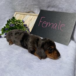 Girl 5 - Dapple female Dachshund puppy in Stilwell, Oklahoma from Johnson Dachshund’s