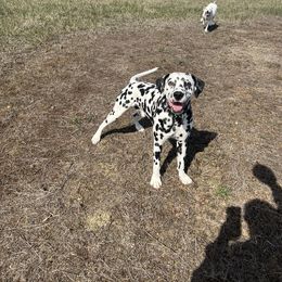 Dalmatian Puppies from Hallmark Dalmatians;