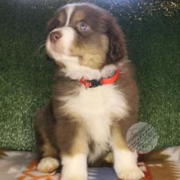 Peppermint Patty - Red tri-color female Australian Shepherd puppy in Yoder, Colorado from Tréad Tines Aussies