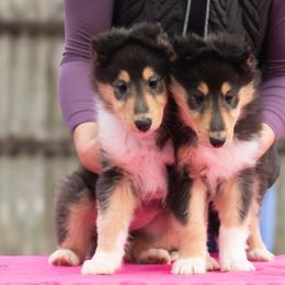 Collie Puppies from Covenant Collies