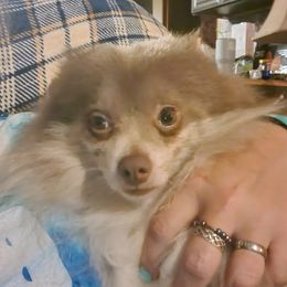 Pomeranians from Doggy Dynasty