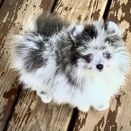 "Heartlands Blue Crystal" Pomeranian Puppies from Heartland Pomeranians