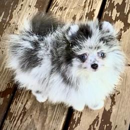"Heartlands Blue Crystal" Pomeranian Puppies from Heartland Pomeranians