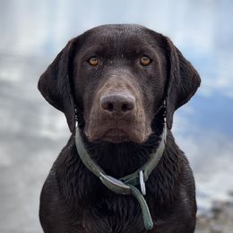 Luna - Labrador Retriever