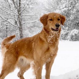 Franki - Golden Retriever