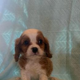 Handsome - Blenheim male Cavalier King Charles Spaniel puppy in Knoxville, Tennessee from Rocky Top Cavapoos