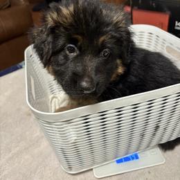 Pink girl - German Shepherd