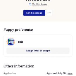 Whippet Puppies from Wendy Stover