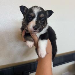 Story - Black and tan female Pembroke Welsh Corgi puppy in Red Bluff, California from Wilder Ranch Corgis