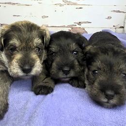 Miniature Schnauzer puppies from Halo Schnauzer