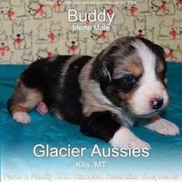 Buddy - Blue merle male Australian Shepherd puppy in Kila, Montana from Glacier Aussies