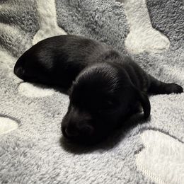 Adam - Black male Dachshund puppy in Lubbock, Texas from Wagging Tails