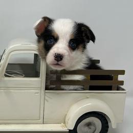 Drift - Black and tan male Pembroke Welsh Corgi puppy in Waco, Texas from The Comma Corgis