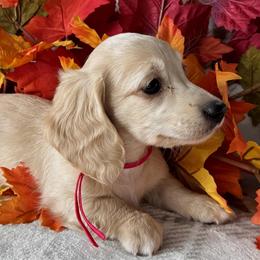 Martha - Cream female Dachshund puppy in Bartow, Florida from Buck Fifty Ranch doxies