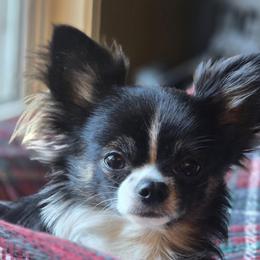 Tonka - Chihuahua