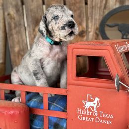 Merle female, light blue collar - Merle female Great Dane puppy in Wimberley, Texas from Heart of Texas Great Danes