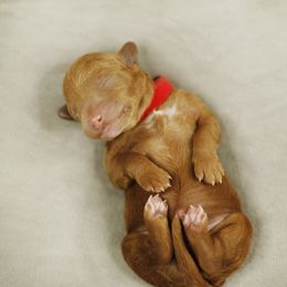 Goldendoodle Puppies from Goldendoodle Utah