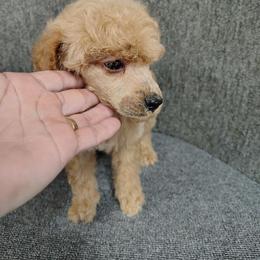 Celsius - Apricot female Poodle puppy in Stilwell, Oklahoma from LR&R Dog Co.