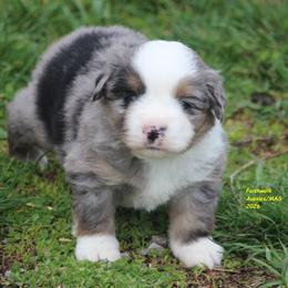 Heath - Blue merle male Miniature American Shepherd puppy in Hillsdale, Michigan from Faithwalk Aussies and Mini American Shepherds