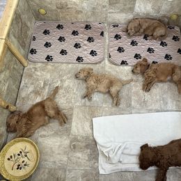 Goldendoodle Puppies from Rocks & Roses Doodles