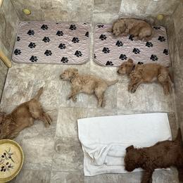 Goldendoodle Puppies from Rocks & Roses Doodles