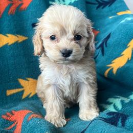 Tilly - Buff and white female Cockapoo puppy in Mayville, Michigan from Kathy Maize