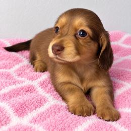 Bernadette - Chocolate and cream female Dachshund puppy in Piedmont, Oklahoma from Jess’s Dachshunds
