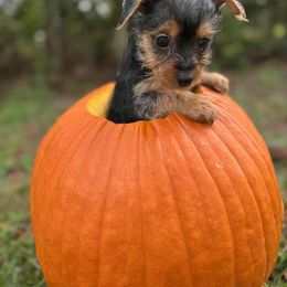 Tan - Black and tan female Yorkshire Terrier puppy in Valdosta, Georgia from Lynn's Yorkshire Terriers