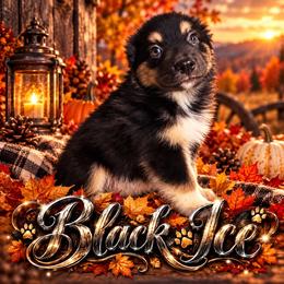 Black ice - Black tri male Miniature Australian Shepherd puppy in Lubbock, Texas from Baby Storm Kennels