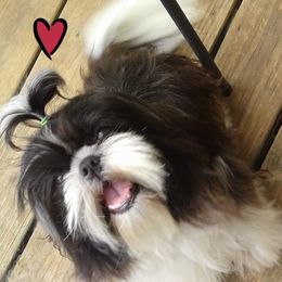 Maya - Shih Tzu