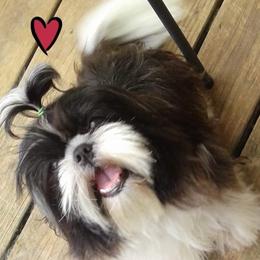 Maya - Shih Tzu