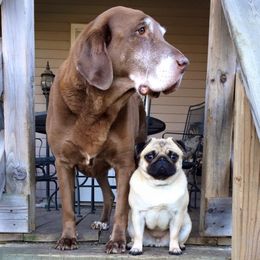 Pugs from Snuggle Pugs