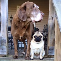 Pugs from Snuggle Pugs