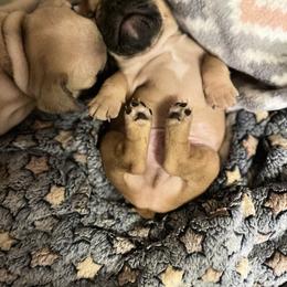 French Bulldog Puppies from White Hippo Frenchies